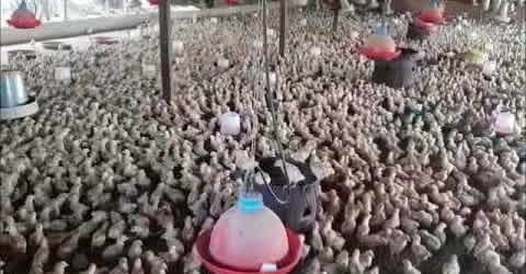 Oatvana Farms - Pullets Chicks Video